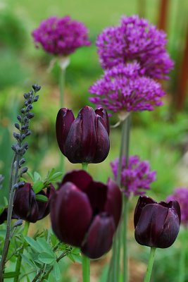 Tulips & Alliums