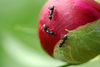 Ants on a Peony bud
