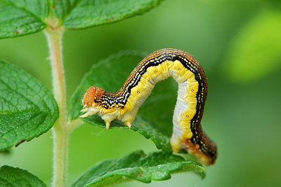 Caterpillar Arch