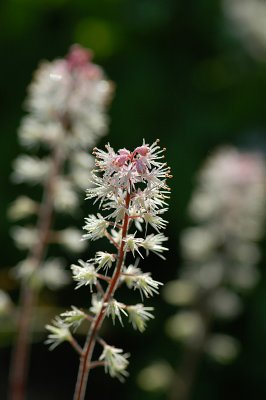 Tiarella (Foamflower)