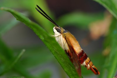 Hummingbird Moth at rest