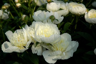 Sumptuous Peony