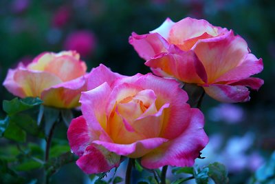 Rose, Love & Peace