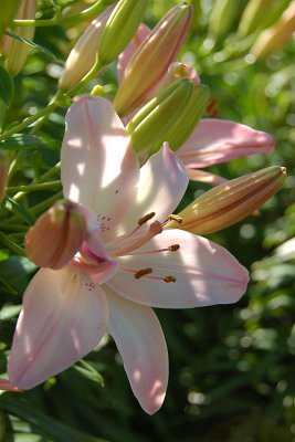 Asiatic Lily, Marlene
