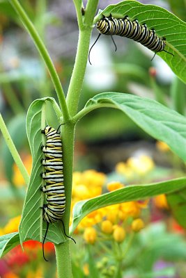 Monarch butterfly larva feeding on Milkweed
