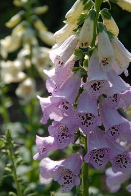 Foxglove