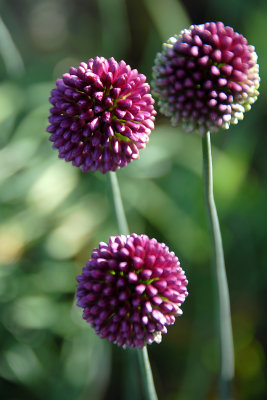 Drumstick Allium