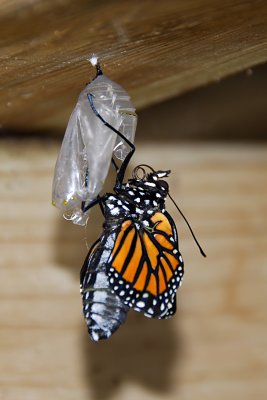 Metamorphosis of a Monarch Butterfly