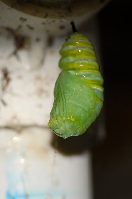 Almost completed pupa