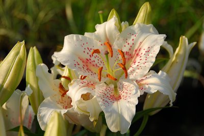 Oriental Lily, Muskadet