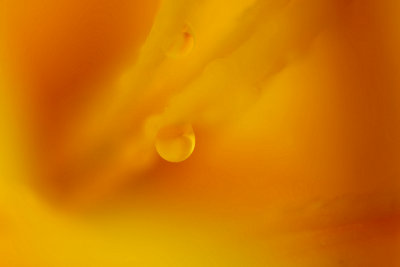 Inside a Lily