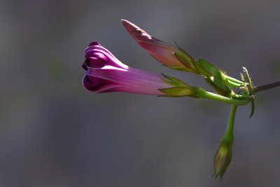 Morning Glory