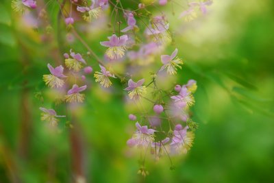 Thalictrum (Meadow Rue)