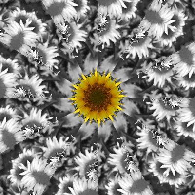 Sunflower 4.jpg