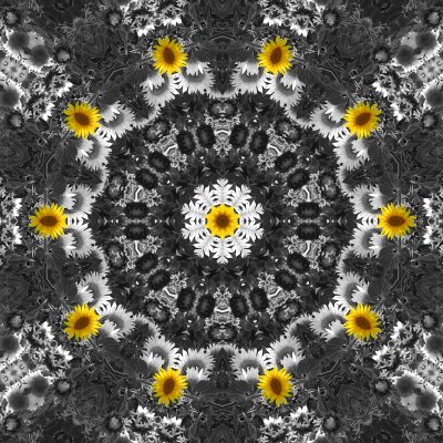 Sunflower 7.jpg