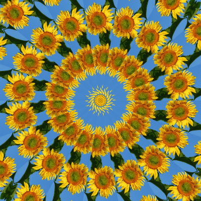 Sunflower2 5.jpg