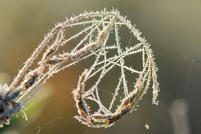 Frosted Web