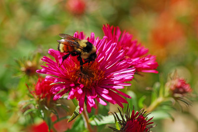Asters are one of the last nectar sources
