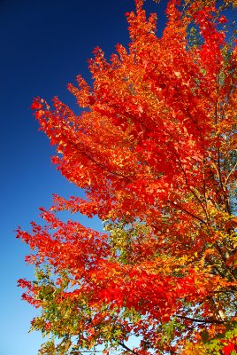 Brilliant sugar maple