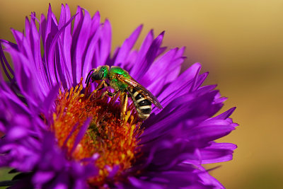 A green bee? ?