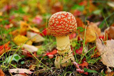 A rare find (Fly agaric)