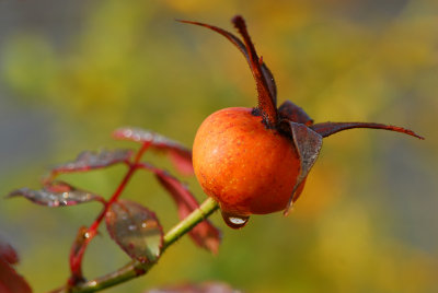 Rose Hip