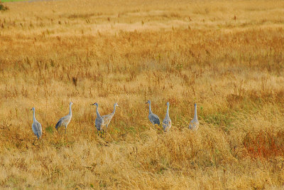 Sandhill Cranes