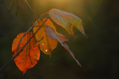 Chasing the light and last leaves