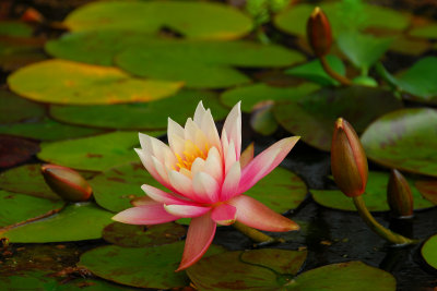 Waterlilies in October??