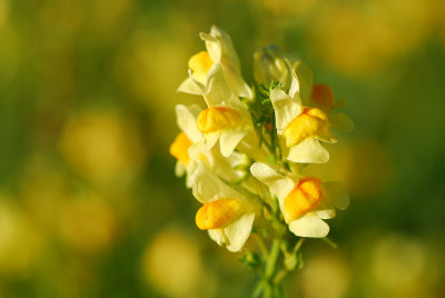 Butter-and-Eggs (Linaria vulgaris)