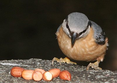 Nuthatch 3.jpg