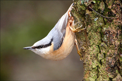 Nuthatch 4.jpg