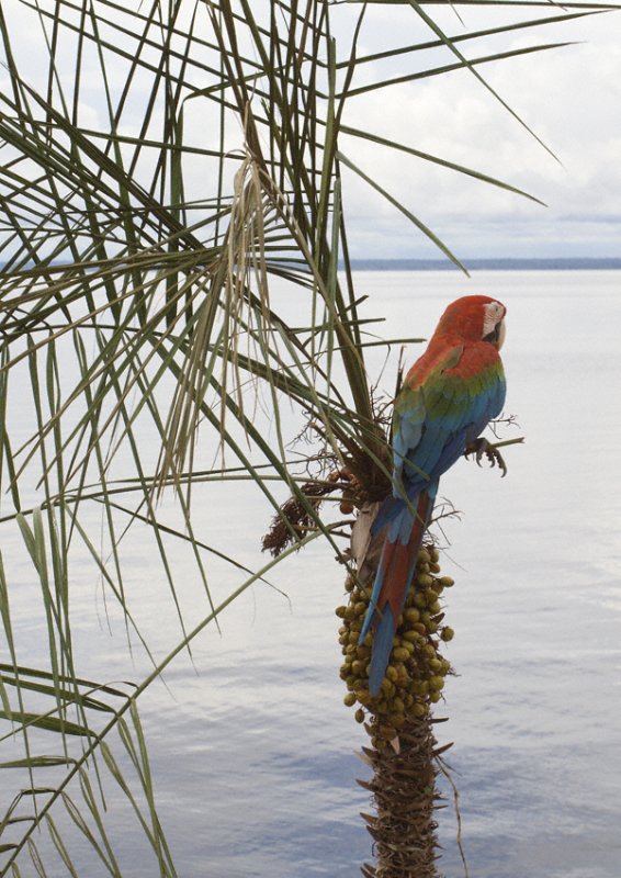 arara (macaw)