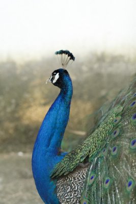 pavo - 1 (peafowl - 1)