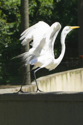 levantando vo (preparing to fly)