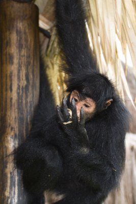 macaca aranha (spider monkey)