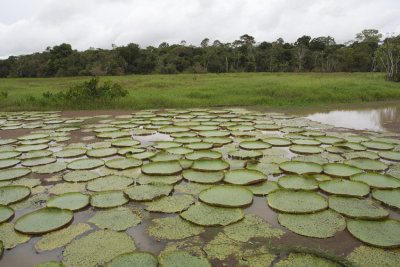Amazônia (Amazon)
