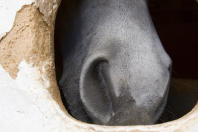 nariz de cavalo (horse nose)