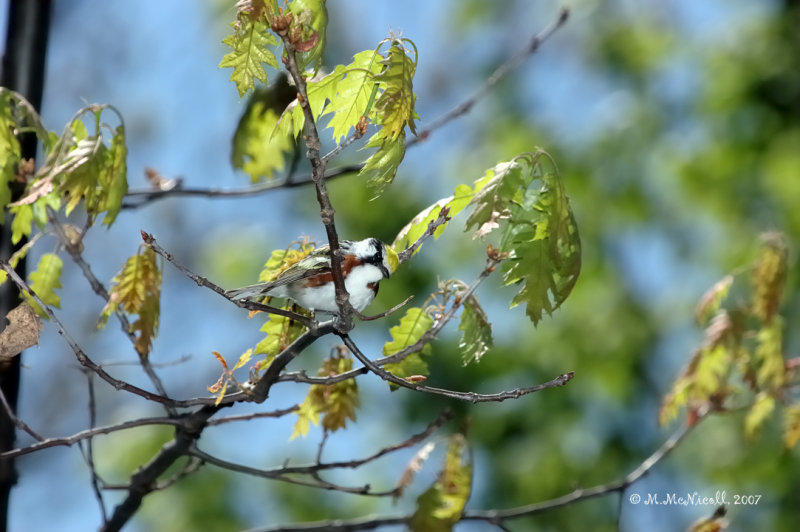 Paruline  flancs marron