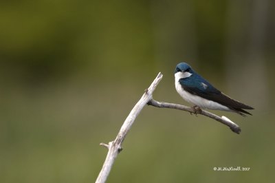 Hirondelle bicolore