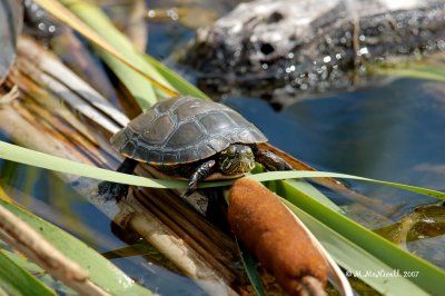 Tortue