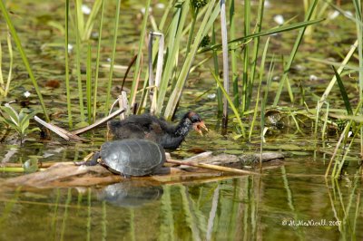 Poule d'eau (Gallinule) et tortue