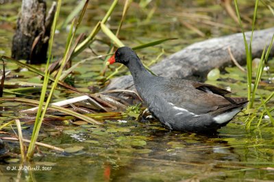 Poule d'eau (Gallinule)