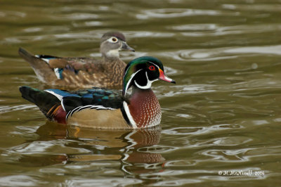 Canard branchu