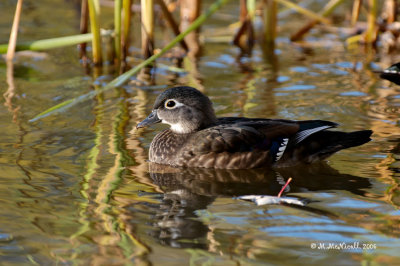 Canard branchu (femelle)