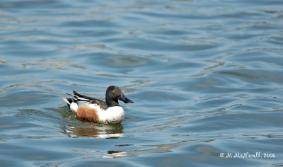 Canard souchet