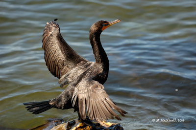 Cormoran