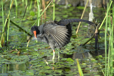 Poule deau (Gallinule)