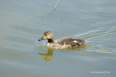 Canard