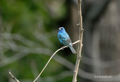 Passerin indigo